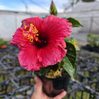 HIBISCUS MIXED Sydney's Plant Market