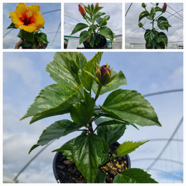 HIBISCUS MIXED Sydney's Plant Market
