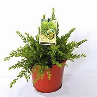 ACACIA HONEYBUN 140MM Sydney's Plant Market