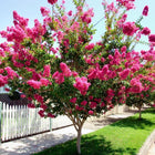 CREPE MYRTLE LAGERSTROEMIA HOPI Sydney's Plant Market