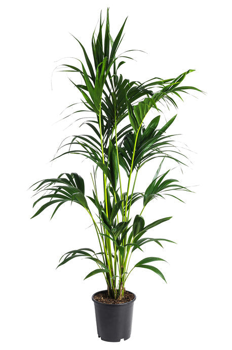 HOWEA FORSTERIANA - KENTIA PALM Sydney's Plant Market