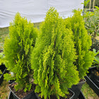 THUJA AUREA NANA