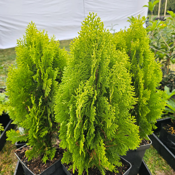 THUJA AUREA NANA