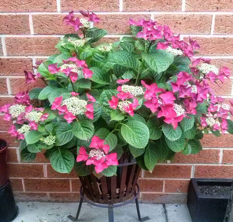 HYDRANGEA STRAWBERRIES AND CREAM 175MM