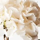ARTIFICIAL HYDRANGEA WHITE 43CM Sydney's Plant Market