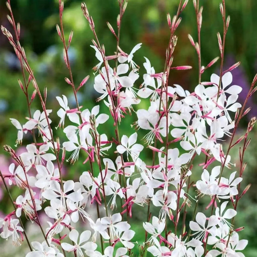 GAURA BELLEZA WHITE