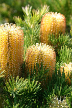 Load image into Gallery viewer, BANKSIA SPINULOSA &#39;BIRTHDAY CANDLES&#39;
