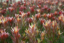 Load image into Gallery viewer, Leucadendron Safari Sunset
