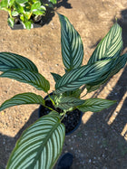 Calathea Vittata Elliptica Sydney's Plant Market