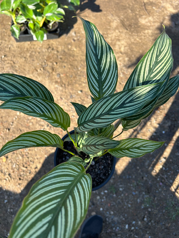 Calathea Vittata Elliptica Sydney's Plant Market