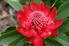 Load image into Gallery viewer, TELOPEA SPECIOSISSIMA &#39;ENCHANTED RED&#39;
