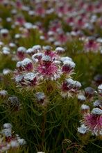 Load image into Gallery viewer, SERRURIA PHYLICOIDES &#39;RASPBERRY BURST&#39;
