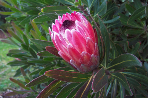 PROTEA PINK ICE Sydney's Plant Market