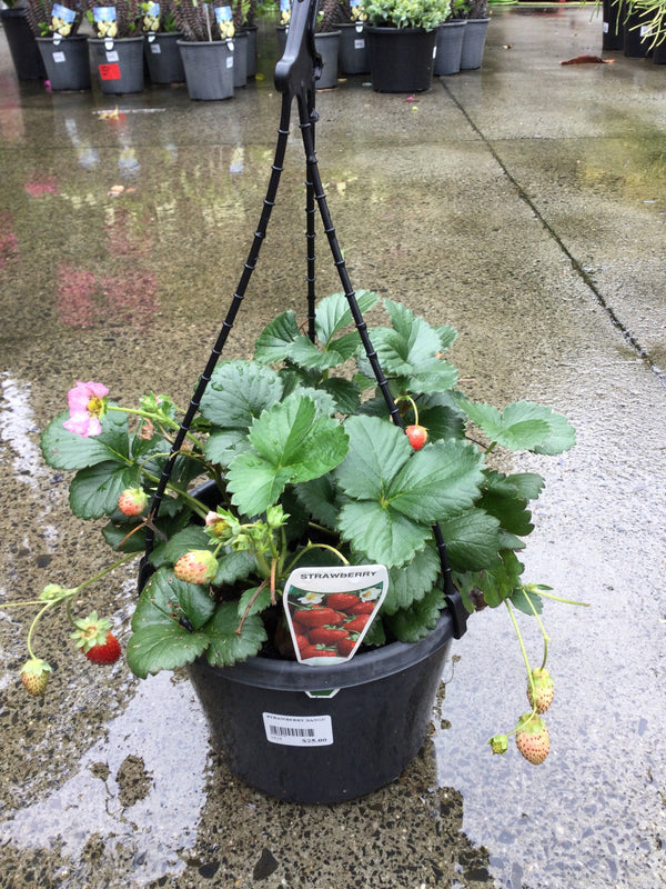STRAWBERRY HANGING BASKETS 180MM Sydney's Plant Market
