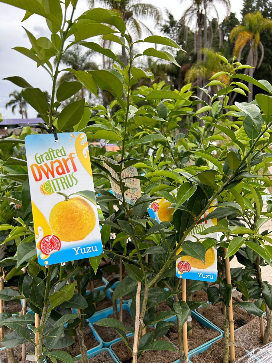 LEMON 'YUZU' Sydney's Plant Market