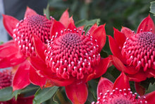 Load image into Gallery viewer, TELOPEA SPECIOSISSIMA &#39;ENCHANTED RED&#39;
