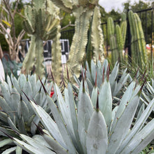 Load image into Gallery viewer, Agave macroacantha &#39;Blue Ribbon&#39;
