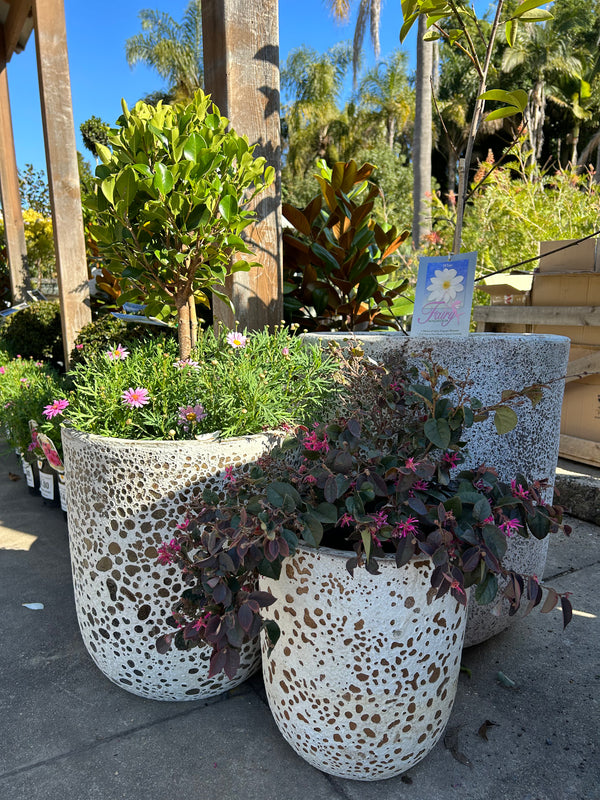 FLINSTONE ATLANTIS POT Sydney's Plant Market