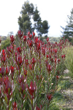 Load image into Gallery viewer, Leucadendron Safari Sunset
