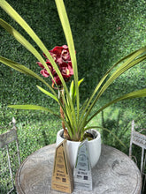 Load image into Gallery viewer, Cymbidium Orchids
