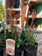 ANIGOZANTHOS - KANGAROO PAW Sydney's Plant Market