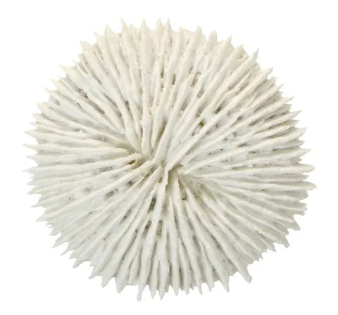 FUNGIA CORAL RESIN SCULP 9X2.5CM WHITE Sydney's Plant Market