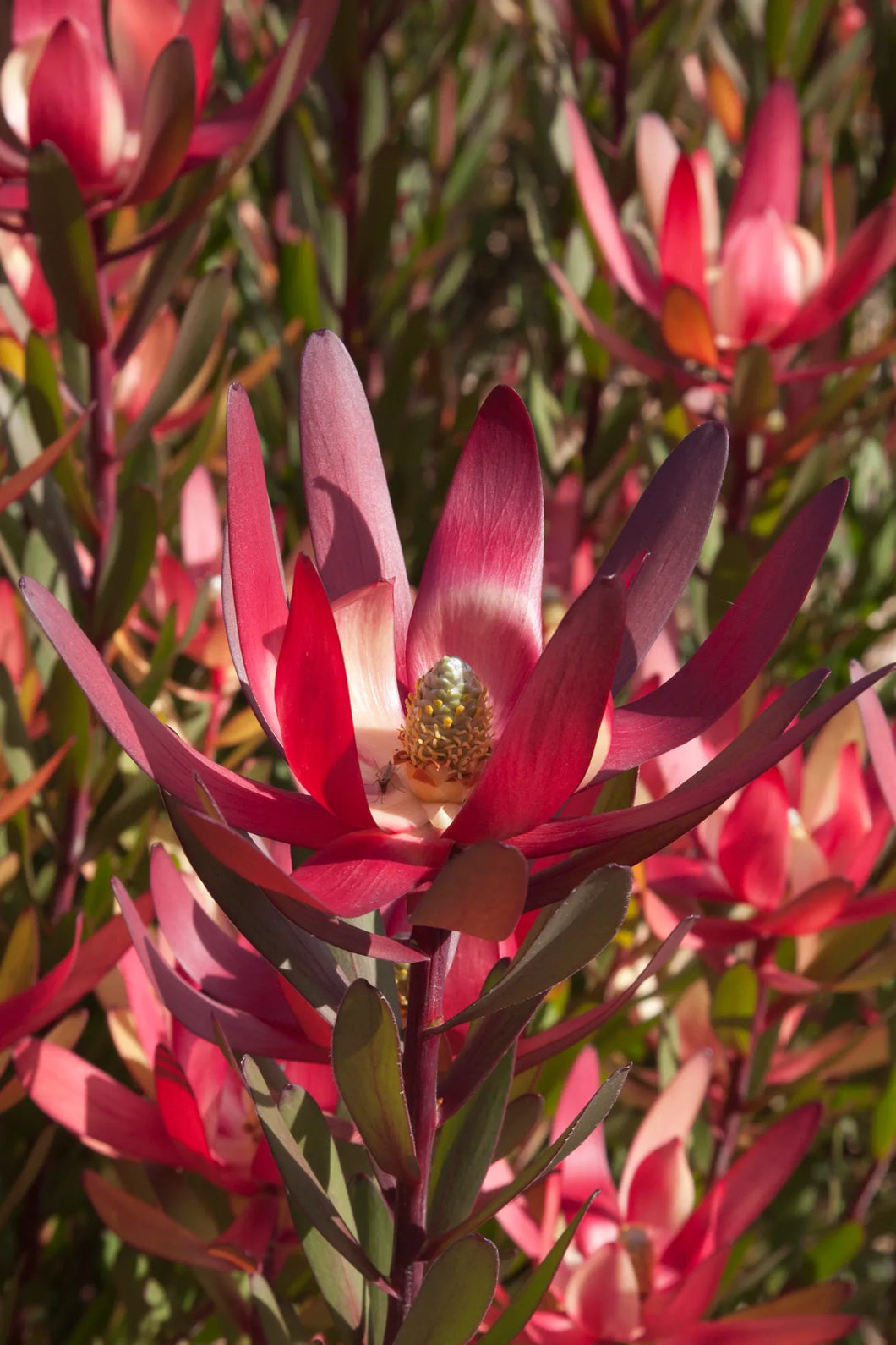 Leucadendron Safari Sunset