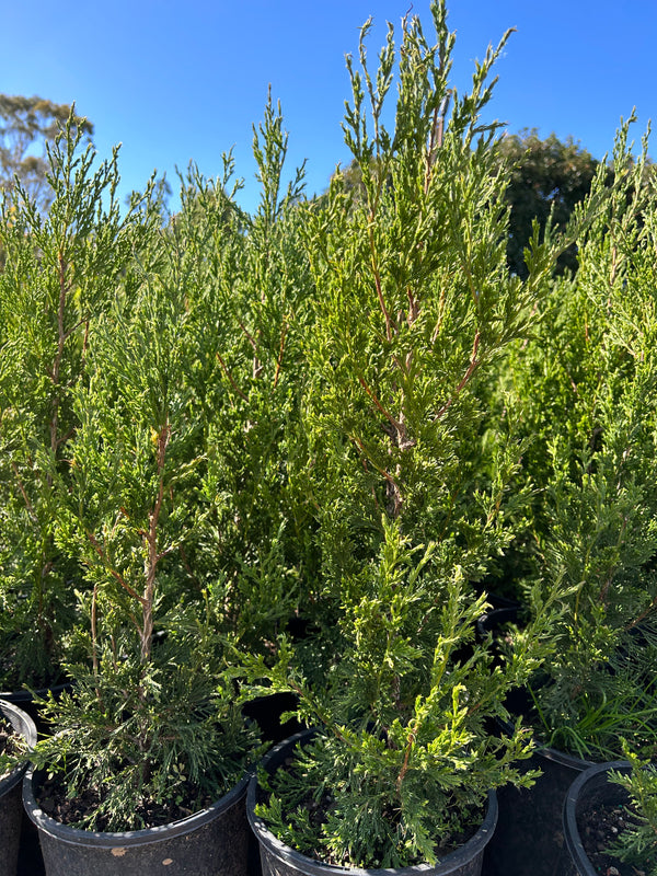 juniperus chinensis spartan - Conifer Spartan - Sydney's Plant Market