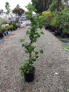 ACER RUBRUM FAIRVIEW FLAME Sydney's Plant Market