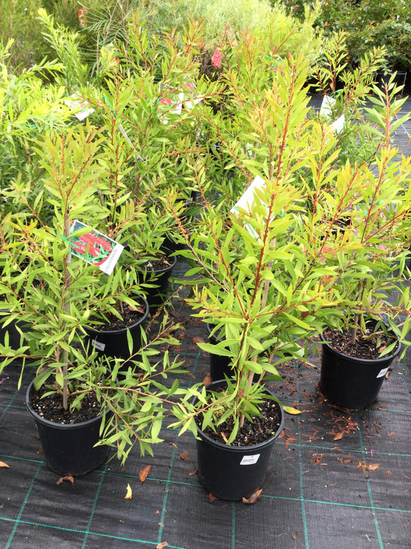 CALLISTEMON TAREE PINK 200MM Sydney's Plant Market