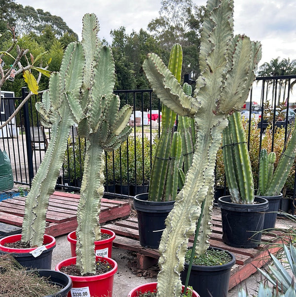 euphorbia ammak cactus Sydney's Plant Market