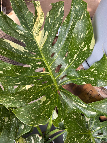 Monstera Thai Constellation Variegated RARE Sydney's Plant Market