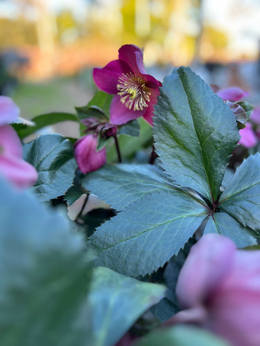 HELLEBORE 'ICE N ROSES' Sydney's Plant Market