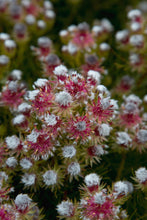 Load image into Gallery viewer, SERRURIA PHYLICOIDES &#39;RASPBERRY BURST&#39;

