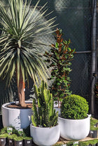 Matilda Pots Sydney's Plant Market
