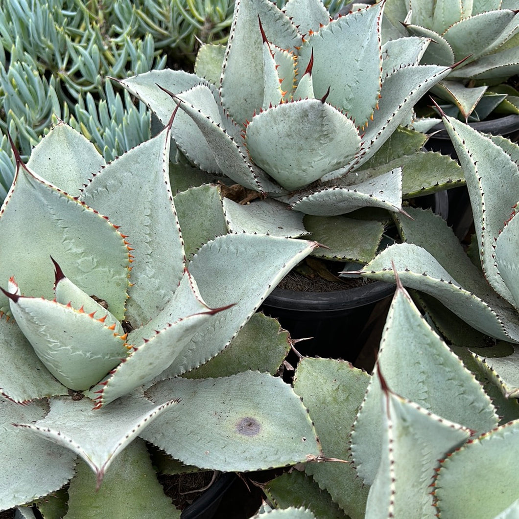 Agave Dragon Toes