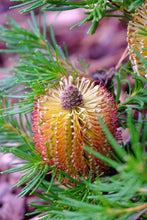 Load image into Gallery viewer, BANKSIA SPINULOSA &#39;BIRTHDAY CANDLES&#39;
