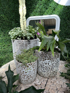 FLINSTONE ATLANTIS POT Sydney's Plant Market