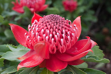 Load image into Gallery viewer, TELOPEA SPECIOSISSIMA &#39;ENCHANTED RED&#39;
