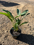 Calathea Vittata Elliptica Sydney's Plant Market