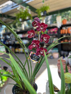 CYMBIDIUM ORCHID Sydney's Plant Market