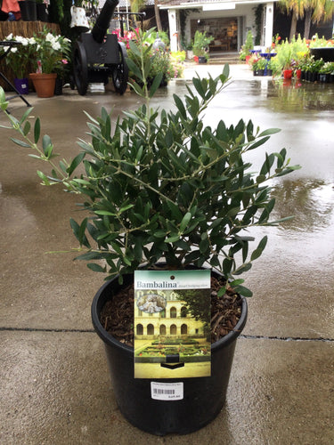 OLEA BAMBALINA BONSIA STARTERS 200MM Sydney's Plant Market