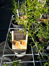 Load image into Gallery viewer, Citrus australasica ‘Finger Lime’
