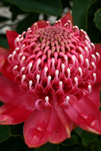 Load image into Gallery viewer, TELOPEA SPECIOSISSIMA &#39;ENCHANTED RED&#39;
