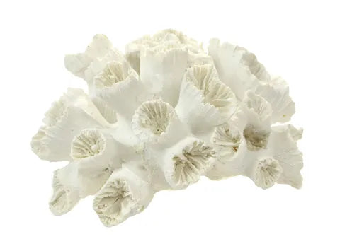 STONY CORAL RESIN SCULPTURE 16X8X14CM WH Sydney's Plant Market