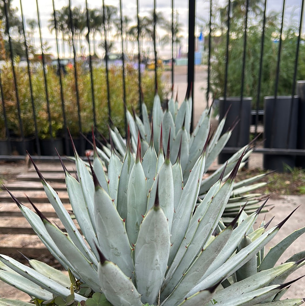 Agave macroacantha 'Blue Ribbon'