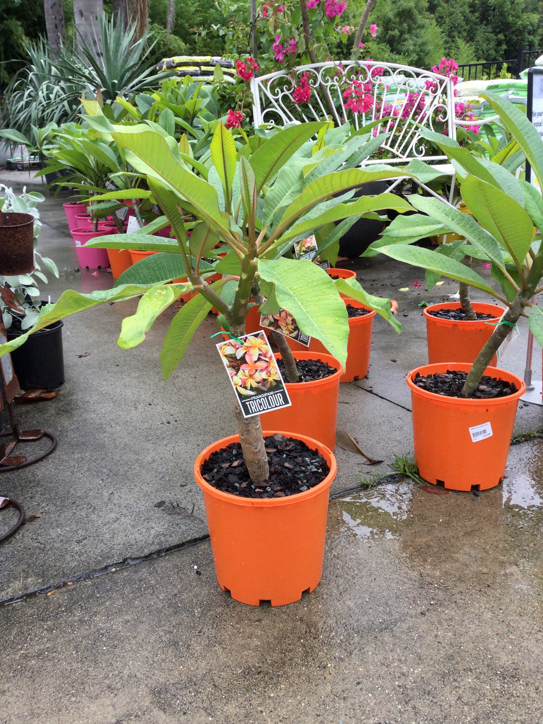 PLUMERIA FRANGIPANI TREE - ASSORTED VARIETIES