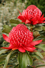 Load image into Gallery viewer, TELOPEA SPECIOSISSIMA &#39;ENCHANTED RED&#39;
