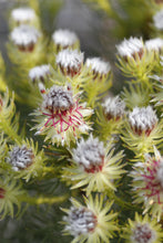 Load image into Gallery viewer, SERRURIA PHYLICOIDES &#39;RASPBERRY BURST&#39;
