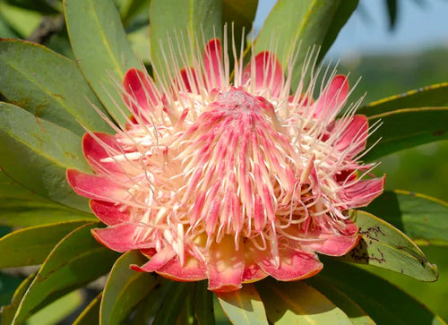 Protea caffra 'White Ruby' Sydney's Plant Market